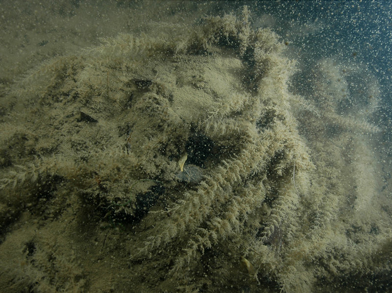 Hartlaubella gelatinosa and Conopeum reticulum on low salinity infralittoral mixed substrata